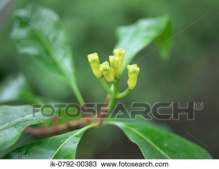 Dew on Clove Plant View Large Photo Image Stock Image - Dew on Clove Plant. Fotosearch