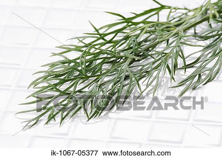 Dill View Large Photo Image Stock Photo - Dill. Fotosearch