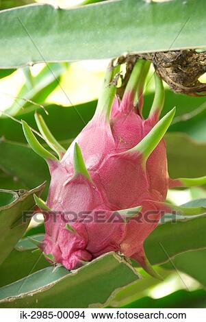 Picture - Dragon Fruit at Japan, Okinawa Prefecture. Fotosearch