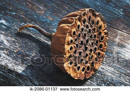 Stock Photo - Dried Lotus Root. Fotosearch