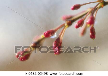 Droplets on Flower Buds View Large Photo Image Stock Photo - Droplets on Flower Buds. Fotosearch