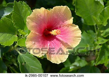 Stock Photo - Droplets on Hibiscus Flower. Fotosearch