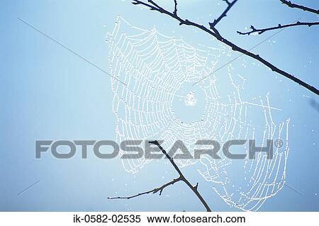 Droplets on Spiders Web against Blue Sky View Large Photo Image Stock Photography - Droplets on Spiders Web against Blue Sky. Fotosearch