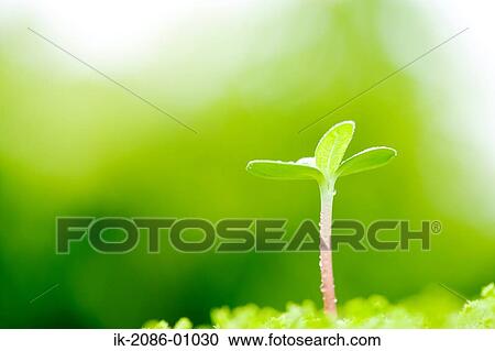 Droplets on Sunflower Bud View Large Photo Image Stock Image - Droplets on Sunflower Bud. Fotosearch