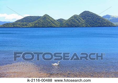 Duck in lake water with mountains behind View Large Photo Image Stock Photo - Duck in lake water with mountains behind. Fotosearch
