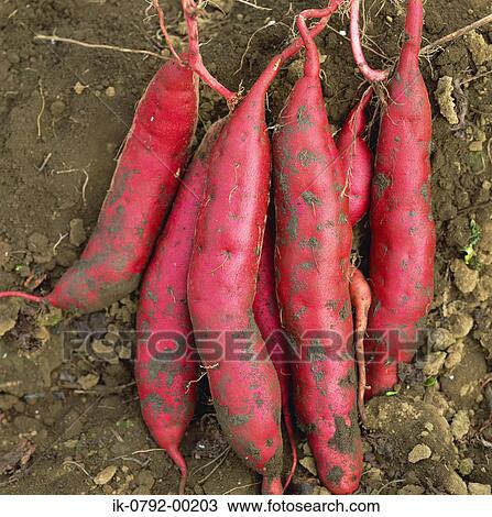 Stock Image - Dug Sweet Potato on Ground. Fotosearch