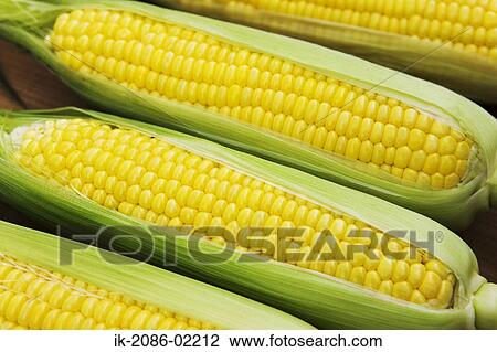 Ear of corn and kernels View Large Photo Image Stock Image - Ear of corn and kernels. Fotosearch
