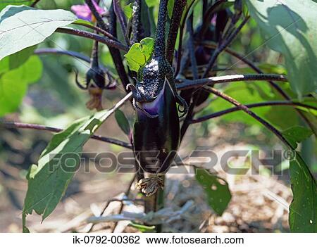 Stock Image - Eggplant Growing on Plant. Fotosearch