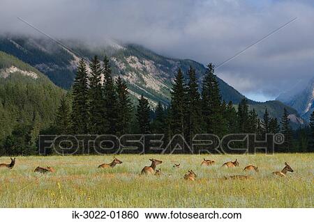 Elk in Jasper Subarb Park in Canada View Large Photo Image Stock Image - Elk in Jasper Subarb Park in Canada. Fotosearch
