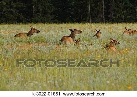 Stock Image - Elk in Jasper Subarb Park in Canada. Fotosearch