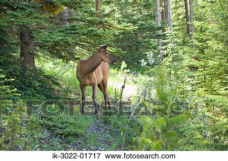 Elk in Jasper Subarb Park in Canada View Large Photo Image Stock Photo - Elk in Jasper Subarb Park in Canada. Fotosearch