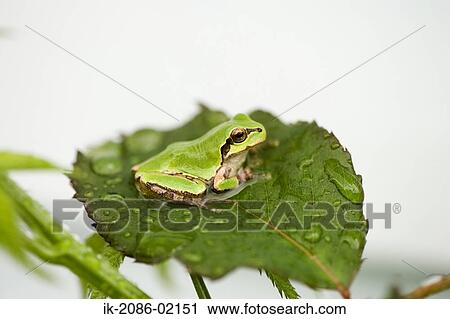 European Tree Frog View Large Photo Image Stock Image - European Tree Frog. Fotosearch