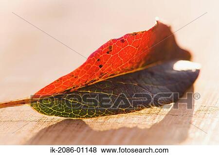 Fallen Leaf of Camellia View Large Photo Image Stock Photo - Fallen Leaf of Camellia. Fotosearch