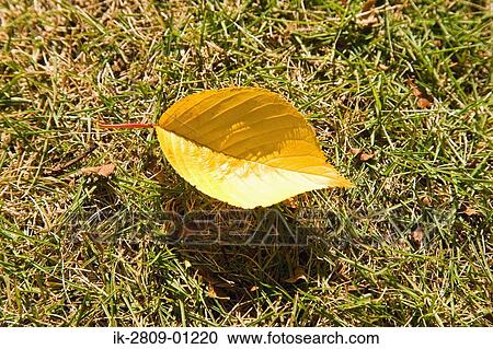 Fallen Leaf on Ground View Large Photo Image Stock Image - Fallen Leaf on Ground. Fotosearch