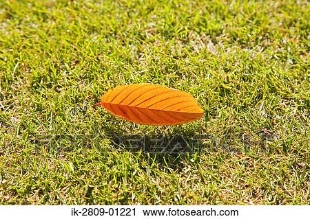 Stock Image - Fallen Leaf on Ground. Fotosearch
