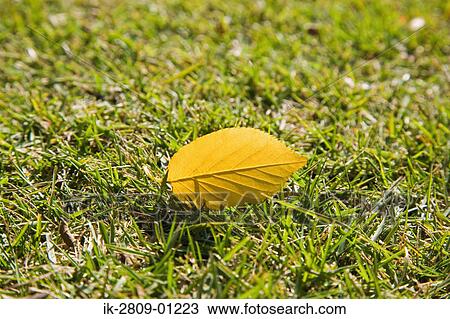Fallen Leaf on Ground View Large Photo Image Stock Image - Fallen Leaf on Ground. Fotosearch