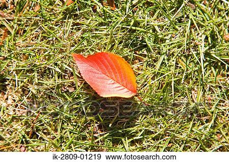 Stock Photo - Fallen Leaf on Ground. Fotosearch