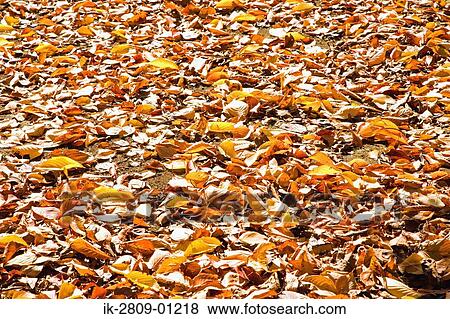 Fallen Leaves Scattering on Ground View Large Photo Image Stock Photo - Fallen Leaves Scattering on Ground. Fotosearch
