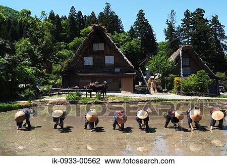 Farmers in Rice Field View Large Photo Image Stock Image - Farmers in Rice Field. Fotosearch