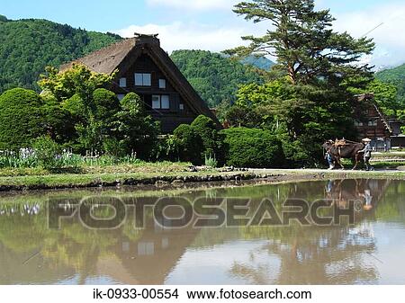 Picture - Farmers with Cow Going Home in Shirakawa Japan, Gifu Prefecture. Fotosearch