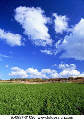 Farmland against blue sky View Large Photo Image Stock Photograph - Farmland against blue sky. Fotosearch
