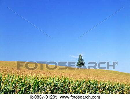 Stock Photography - Farmland with crops growing against blue sky. Fotosearch