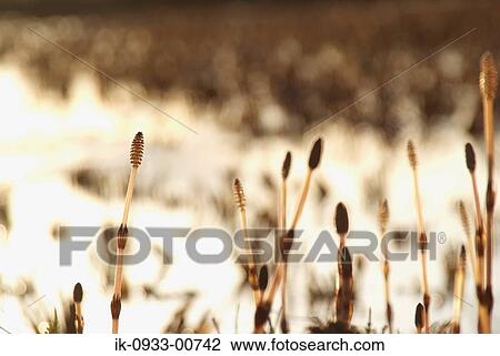 Fertile Stems of Horsetail in Wet Meadow Grass View Large Photo Image Stock Image - Fertile Stems of Horsetail in Wet Meadow Grass . Fotosearch