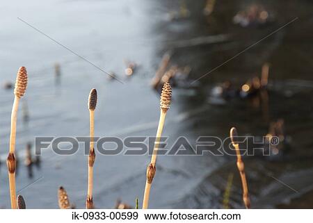 Fertile Stems of Horsetail in Wet Meadow Grass View Large Photo Image Stock Photo - Fertile Stems of Horsetail in Wet Meadow Grass . Fotosearch