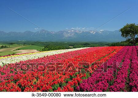 Field of blooming flowers with grassland and mountains in background View Large Photo Image Stock Image - Field of blooming flowers with grassland and mountains in background. Fotosearch