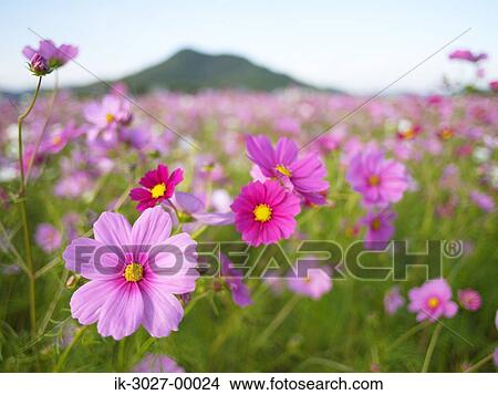 Picture - Field of Cosmos Flowers. Fotosearch