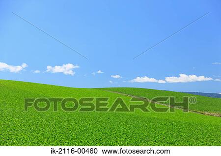 Field of plants against blue sky View Large Photo Image Stock Image - Field of plants against blue sky. Fotosearch