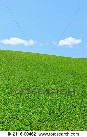 Field of plants growing in abundance View Large Photo Image Stock Image - Field of plants growing in abundance. Fotosearch