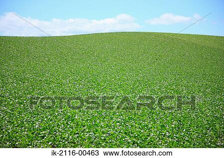 Stock Image - Field of plants in a countryside. Fotosearch