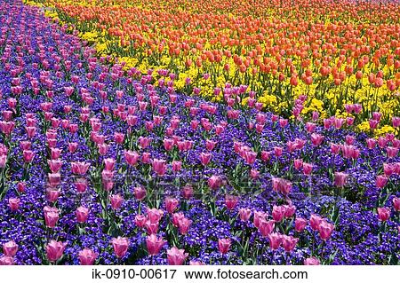 Field of Tulip Flowers in Nabanano Village, Japan View Large Photo Image Stock Photo - Field of Tulip Flowers in Nabanano Village, Japan. Fotosearch