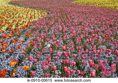Stock Photography - Field of Tulip Flowers in Nabanano Village, Japan. Fotosearch
