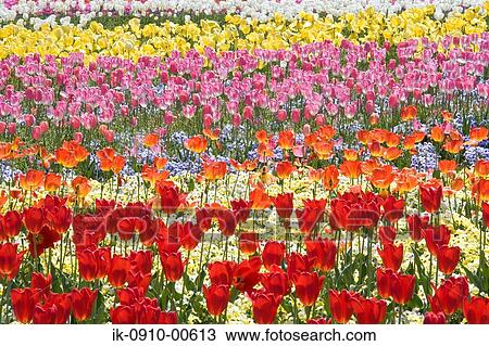 Field of Tulip Flowers View Large Photo Image Stock Image - Field of Tulip Flowers. Fotosearch