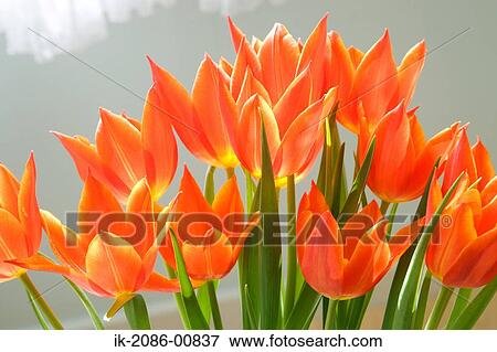 Stock Photo - Field of Tulips. Fotosearch