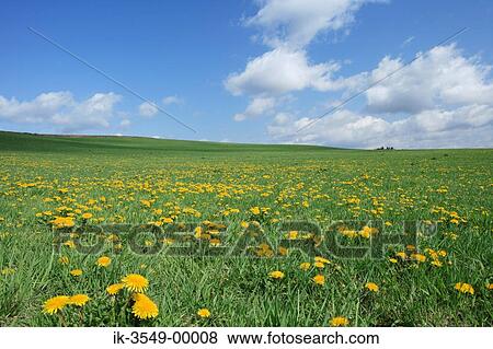 Field of yellow flowers View Large Photo Image Stock Photo - Field of yellow flowers . Fotosearch