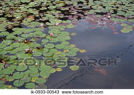 Fish in Lotus Pond in Gifu Prefecture, Japan View Large Photo Image Stock Image - Fish in Lotus Pond in Gifu Prefecture, Japan . Fotosearch