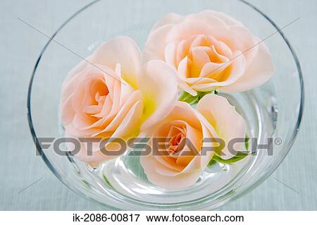 Floating Delicate Rose in Glass Ware View Large Photo Image Stock Photo - Floating Delicate Rose in Glass Ware. Fotosearch