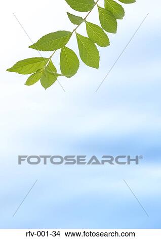 Floral Paper View Large Photo Image Picture - Floral Paper. Fotosearch