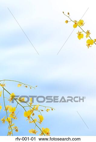 Floral Paper View Large Photo Image Stock Image - Floral Paper. Fotosearch
