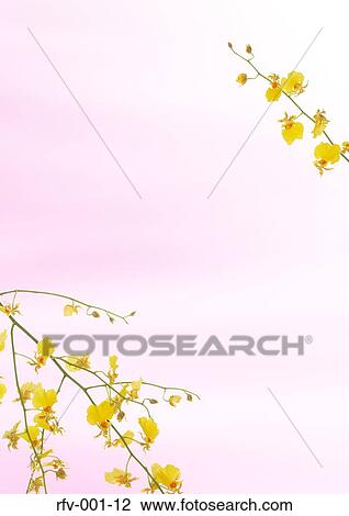 Floral Paper View Large Photo Image Stock Image - Floral Paper. Fotosearch