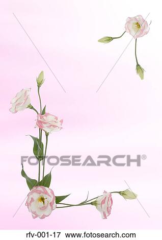 Floral Paper View Large Photo Image Stock Photo - Floral Paper. Fotosearch