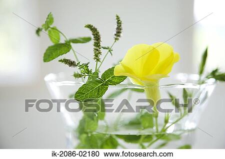 Stock Image - Flower and leaves in a vase. Fotosearch