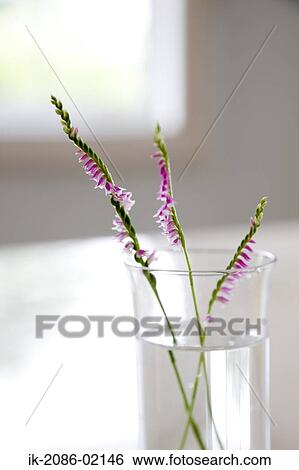 Flower buds in glass vase View Large Photo Image Stock Photograph - Flower buds in glass vase. Fotosearch