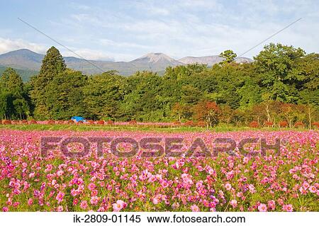 Flower Garden and Mt Fuji in Fukushimaa Prefecture, Japan View Large Photo Image Stock Photography - Flower Garden and Mt Fuji in Fukushimaa Prefecture, Japan. Fotosearch