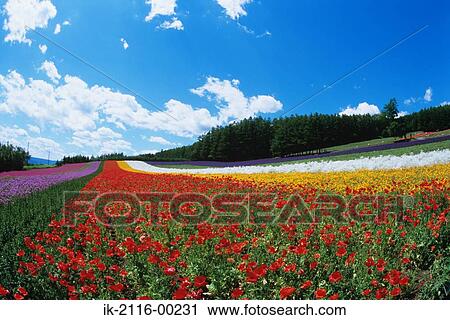 Flower Garden Farm Tomita Nakafurano, Hokkaido, Japan View Large Photo Image Stock Image - Flower Garden Farm Tomita Nakafurano, Hokkaido, Japan . Fotosearch