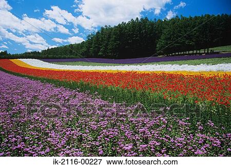 Flower Garden Farm Tomita Nakafurano, Hokkaido, Japan View Large Photo Image Stock Photo - Flower Garden Farm Tomita Nakafurano, Hokkaido, Japan . Fotosearch