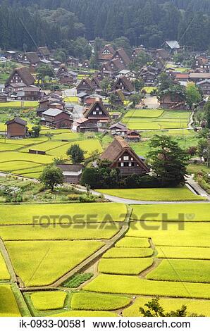 Flower of Rice Field and Japanese Traditional House View Large Photo Image Stock Image - Flower of Rice Field and Japanese Traditional House. Fotosearch
